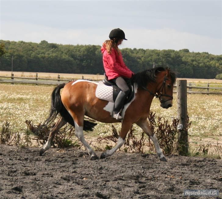 Anden særlig race Color Mix<33 billede 10