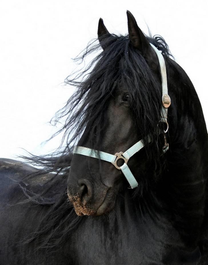 Frieser Henrik p van d`oerte billede 1