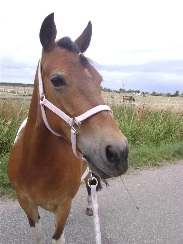 Anden særlig race Color Mix<33 - den smukke billede 12