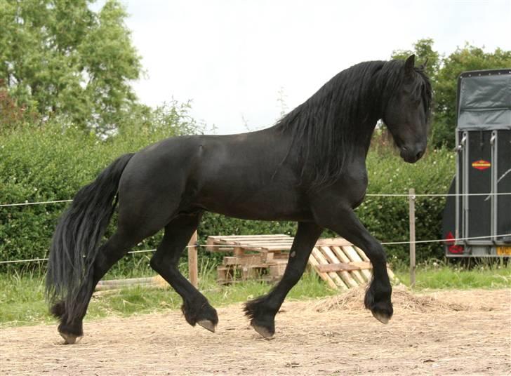 Frieser Henrik p van d`oerte billede 3