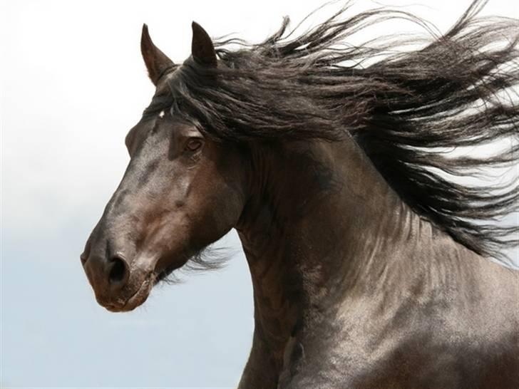 Frieser Henrik p van d`oerte billede 4