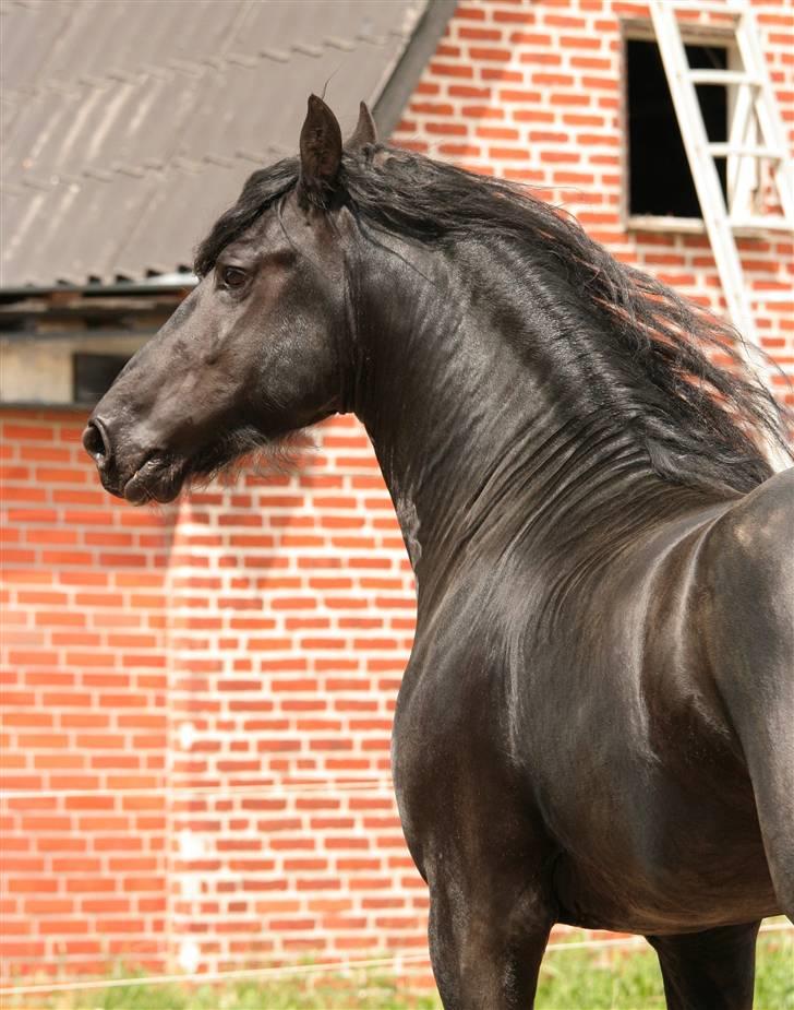 Frieser Henrik p van d`oerte billede 5