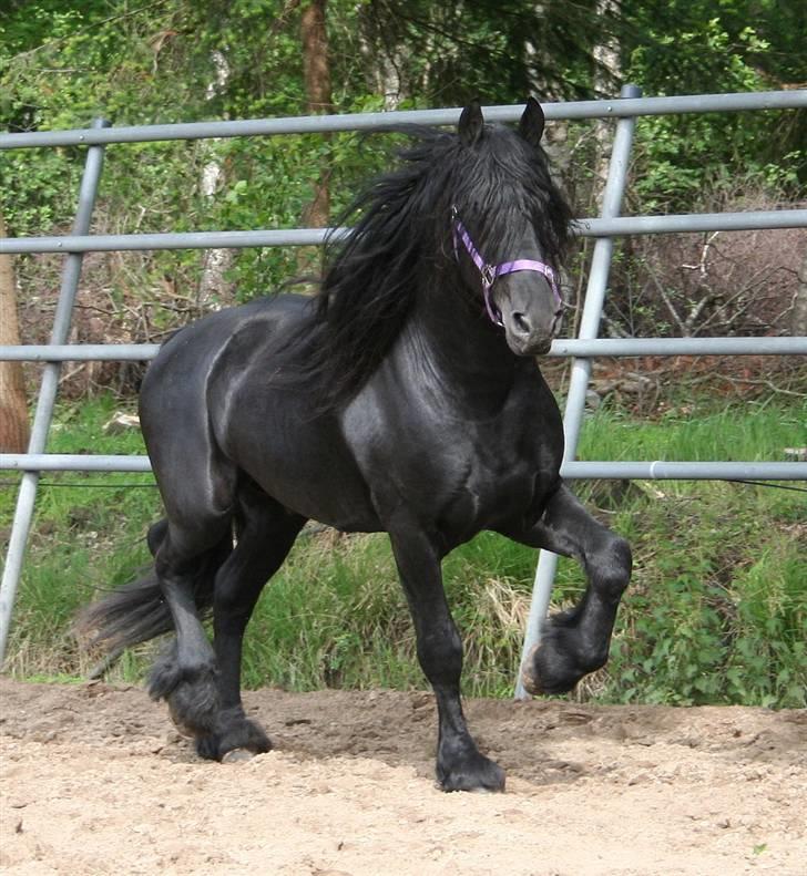 Frieser Henrik p van d`oerte - henrik i holland billede 6