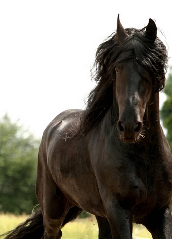 Frieser Henrik p van d`oerte billede 7