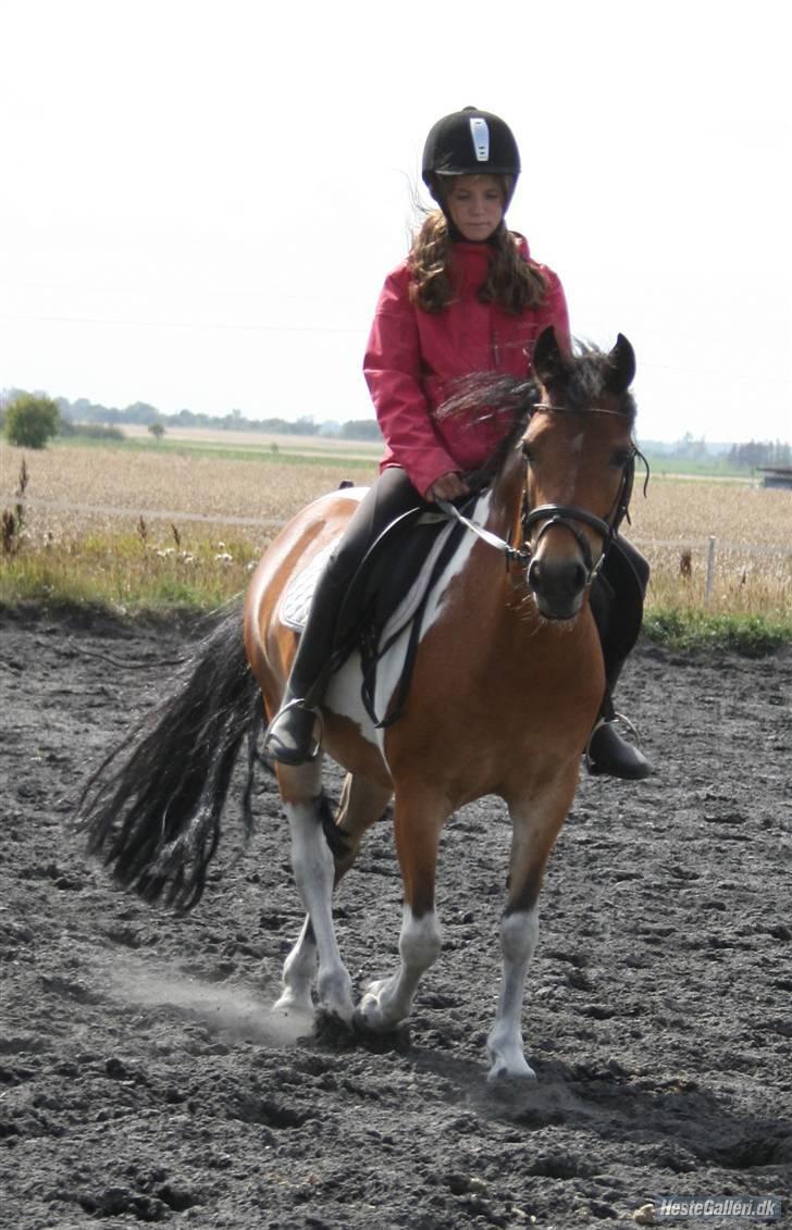 Anden særlig race Color Mix<33 billede 16