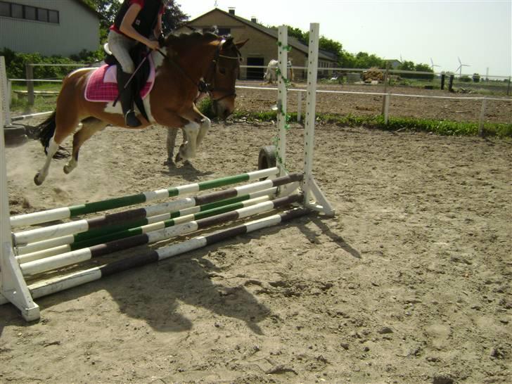 Anden særlig race Color Mix<33 billede 17