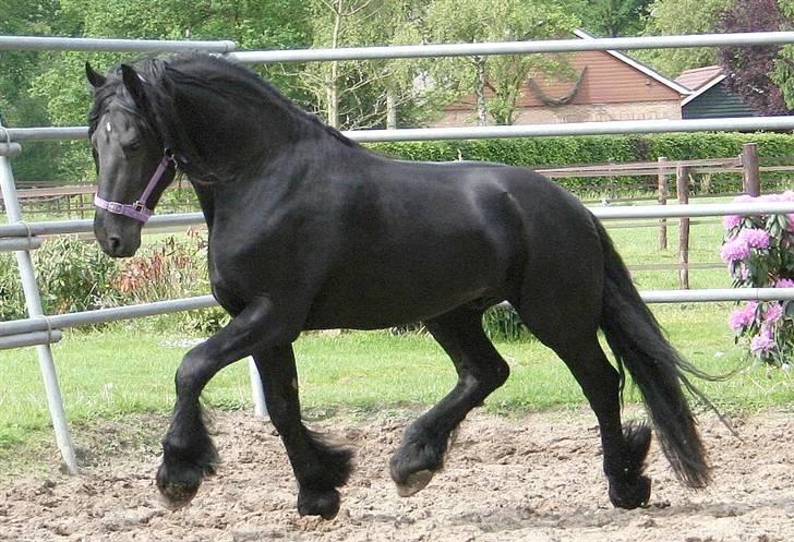 Frieser Henrik p van d`oerte billede 8