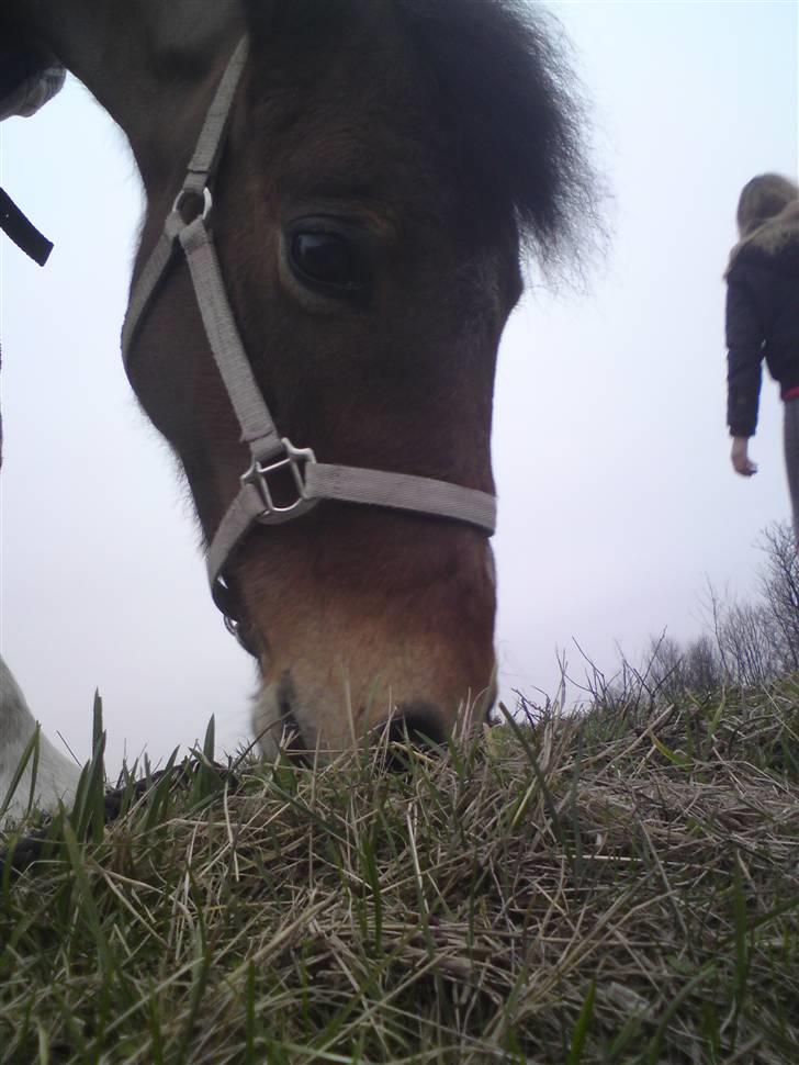 Anden særlig race Color Mix<33 billede 18