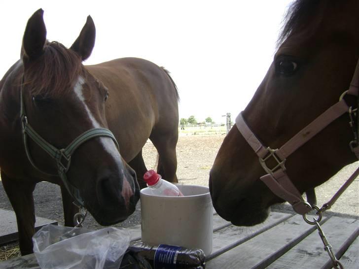 Anden særlig race Color Mix<33 - Hej Zantos=) billede 19