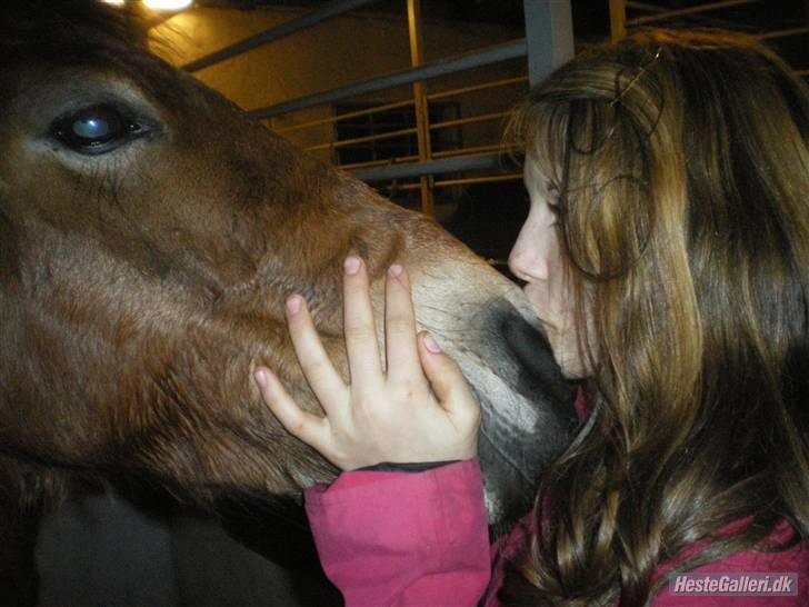 Anden særlig race Color Mix<33 - B billede 20