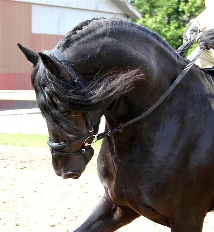 Frieser Henrik p van d`oerte billede 10