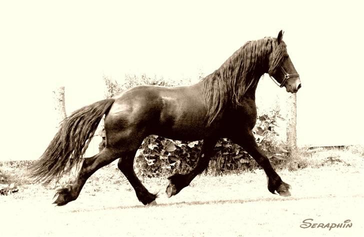 Frieser Henrik p van d`oerte billede 11