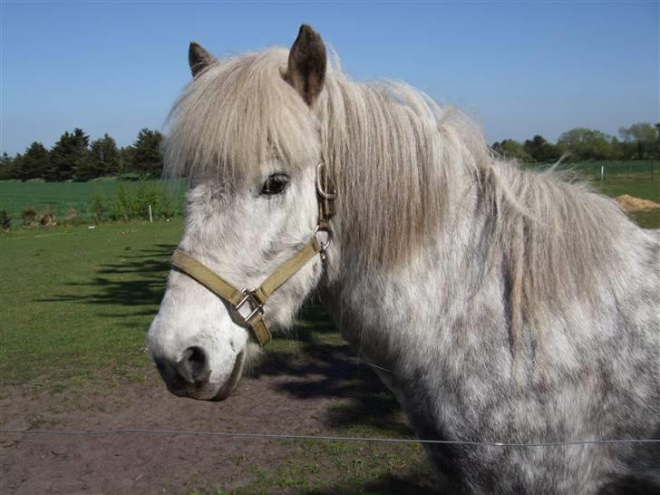 Islænder Djarkni von midgaard billede 1