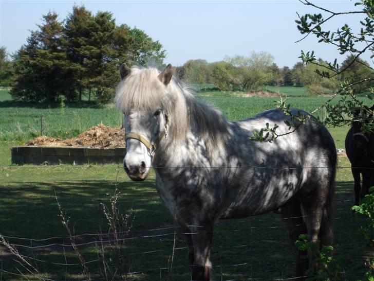 Islænder Djarkni von midgaard billede 2