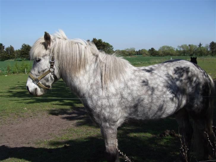 Islænder Djarkni von midgaard billede 3