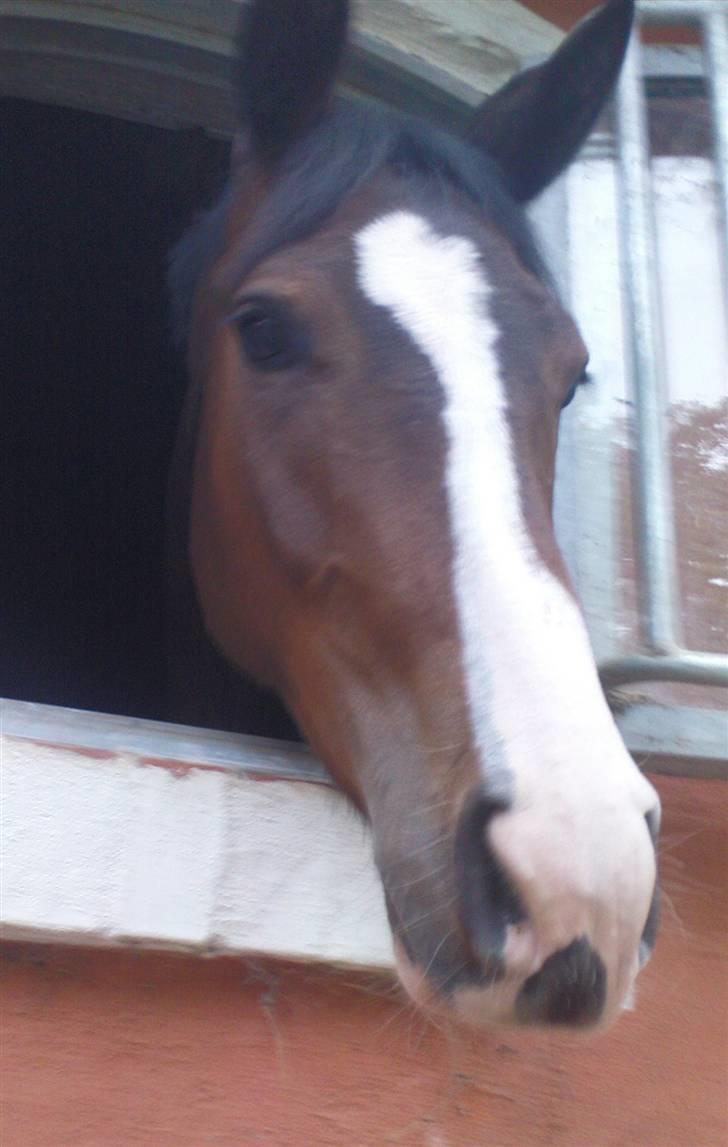 Dansk Varmblod Whitney død :( - Uhh darling:) billede 15