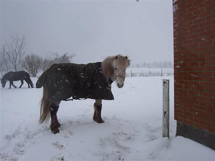 Islænder Djarkni von midgaard billede 4