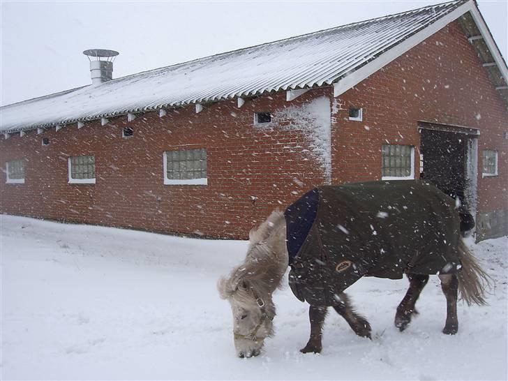 Islænder Djarkni von midgaard billede 5
