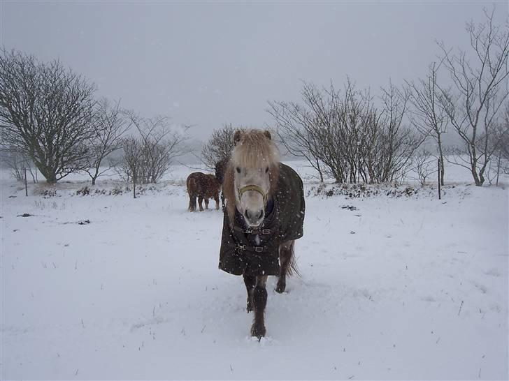Islænder Djarkni von midgaard billede 6