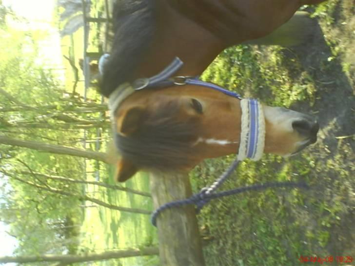 Welsh Mountain (sec A) Pegasus Roxanne R.I.P<3 - så skal der strigles smukke :D <3 Fotograf: Mig (:  billede 10