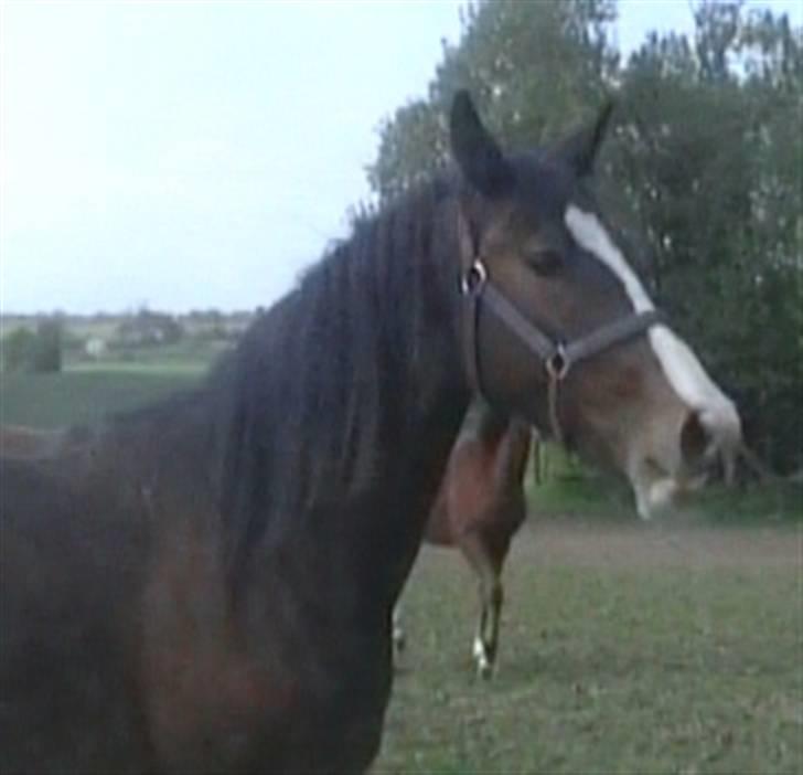 Dansk Varmblod Whitney død :( - whitney på fold billede 17