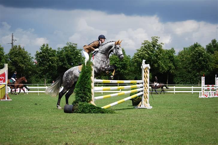 Dansk Varmblod Parcas - Copenhagen Horse Show 20 Juli 09 . LB tror jeg nok :P . Foto: Min far billede 11