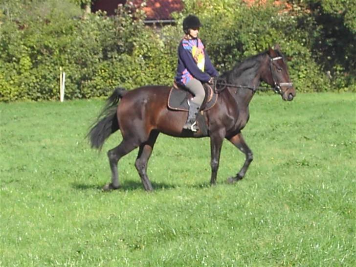 Traver Mitzy - SOLGT ! :'( - Vil gøre alt for at få dig hjem igen :´( billede 18