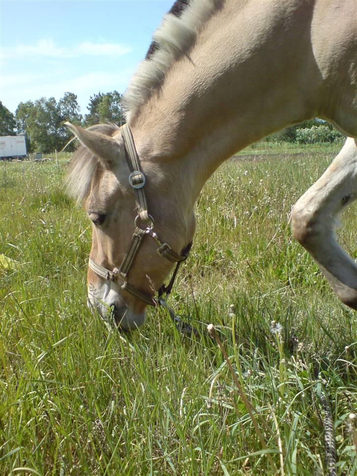 Fjordhest Felix billede 19