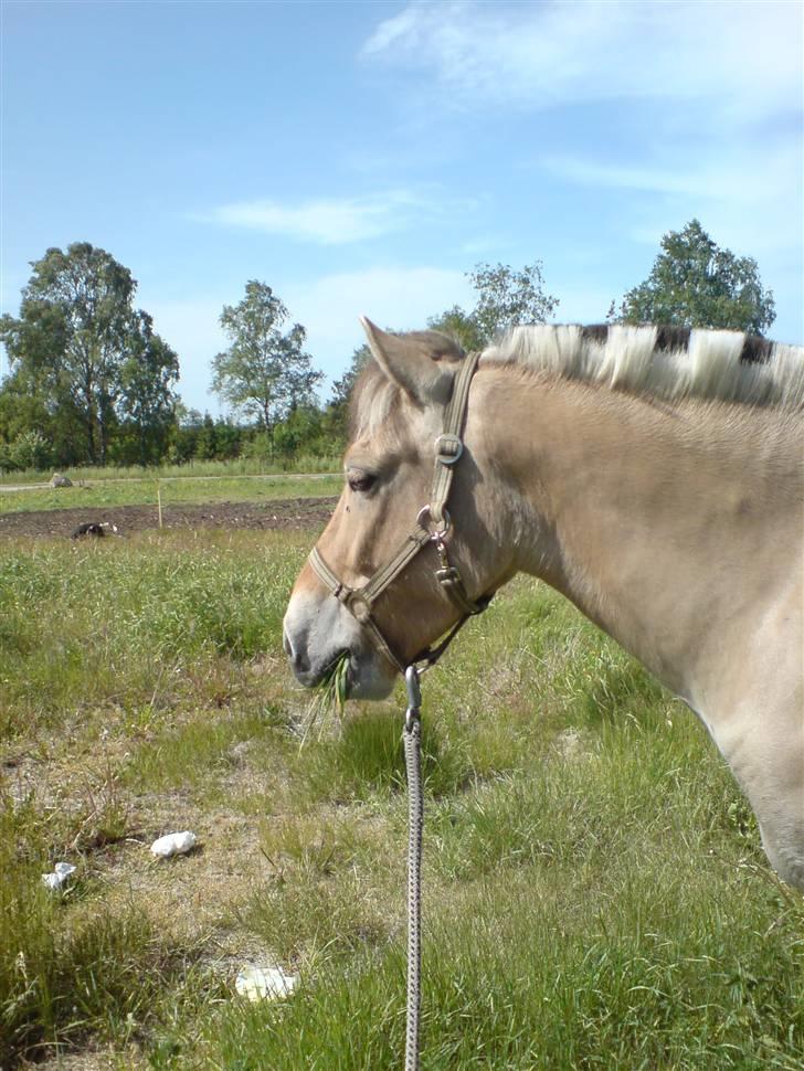 Fjordhest Felix billede 20