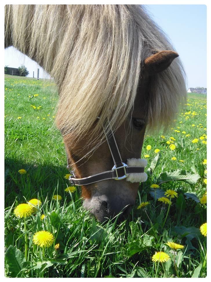 Islænder Frenja fra Ellidshøj  billede 7