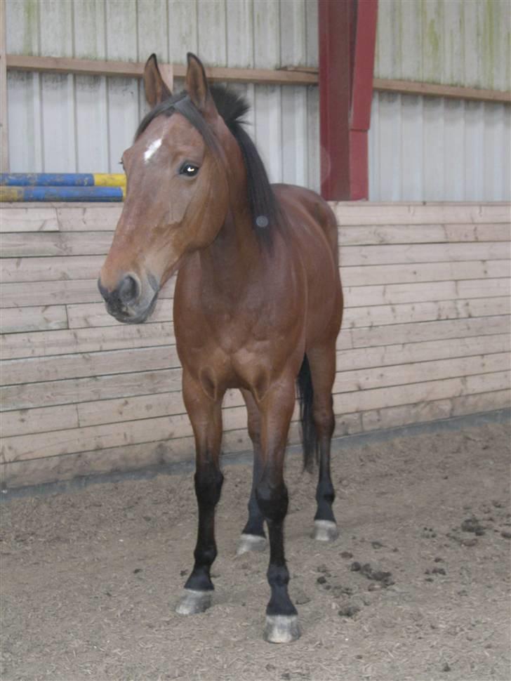 Traver Cabib R.I.P billede 13