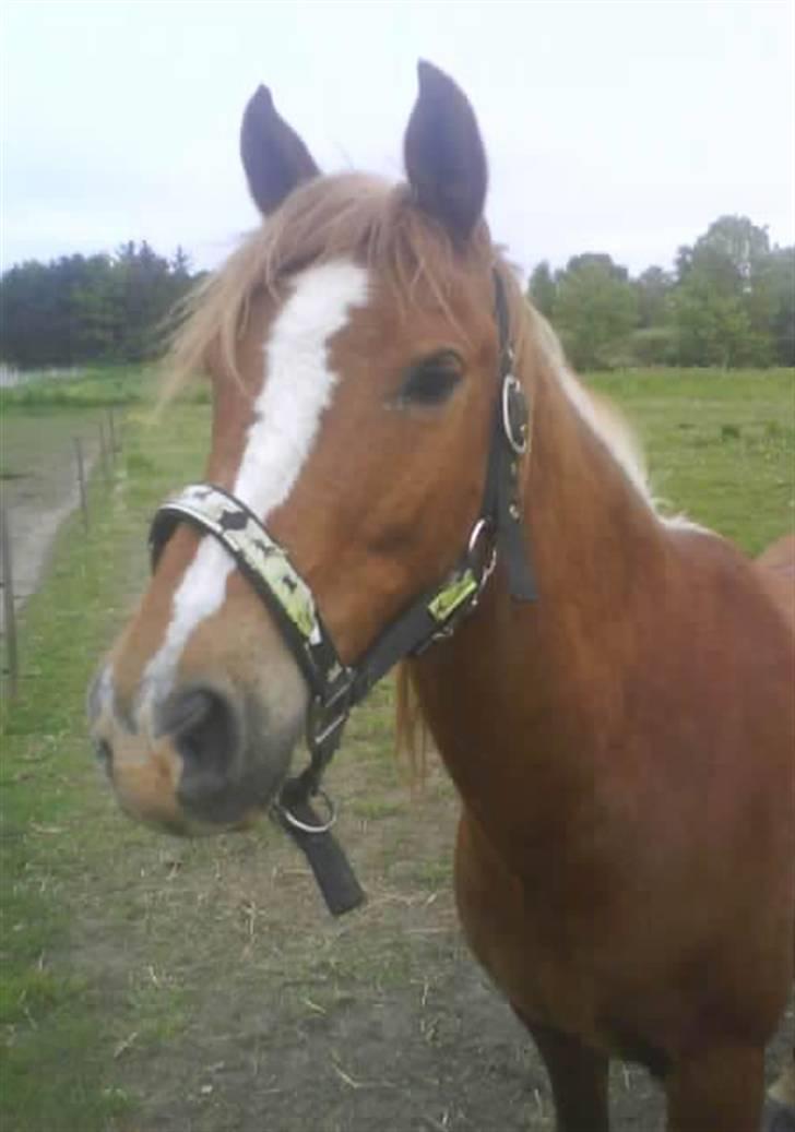 Anden særlig race | charlie<3 billede 3