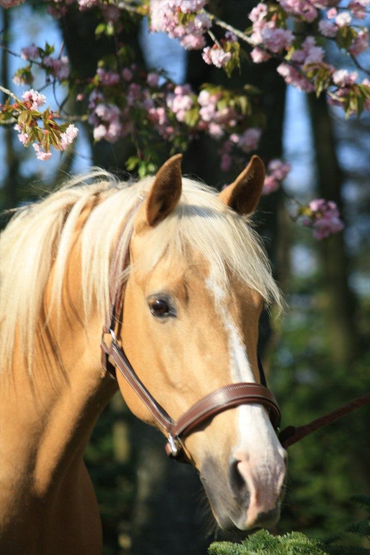 Palomino Cholé *Avlshoppe - marts 2011 billede 11