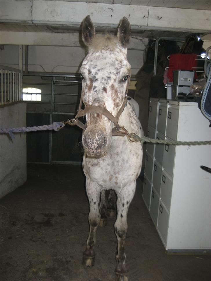 Knabstrupper Ac-Action - GL. Part. - På staldgangen. :o) billede 16