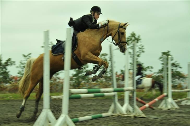 Palomino Cholé *Avlshoppe - stævne i THOR  2008. foto: victoria dahlerup billede 14