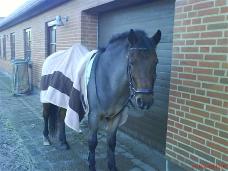 New Forest Benjamin Junior - Modelbillede Foto: Mig:) billede 7