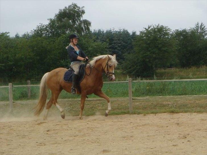 Palomino Cholé *Avlshoppe - dressurtræning 2009 billede 17