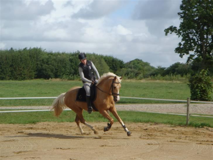 Palomino Cholé *Avlshoppe - cholé træning. 2008. billede 18