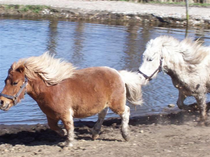 Shetlænder ibrahim billede 1
