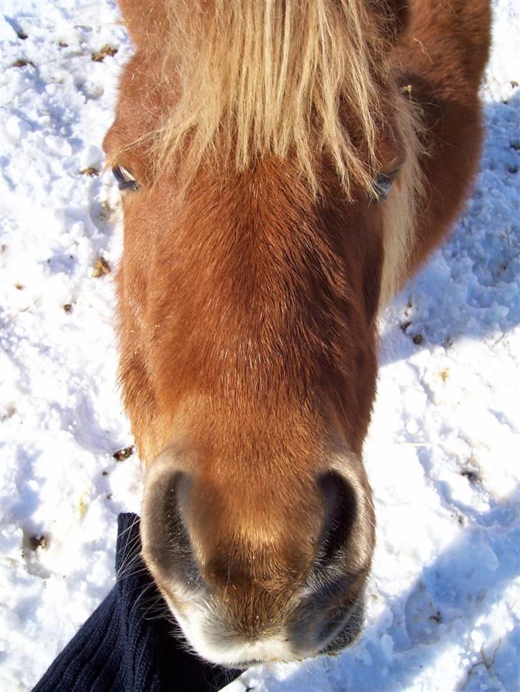 Shetlænder ibrahim billede 2