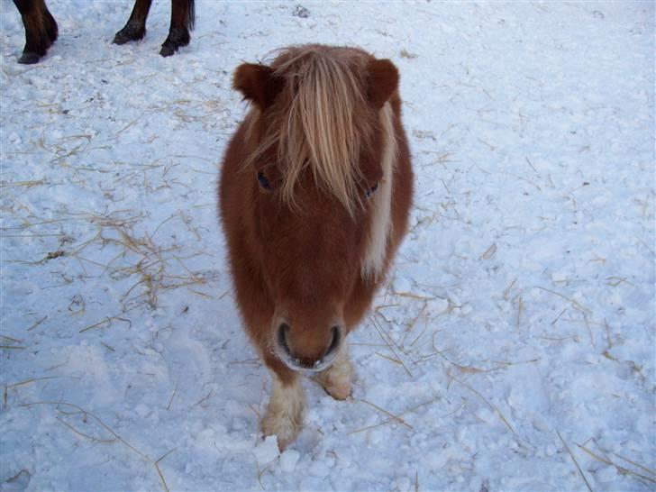 Shetlænder ibrahim billede 3