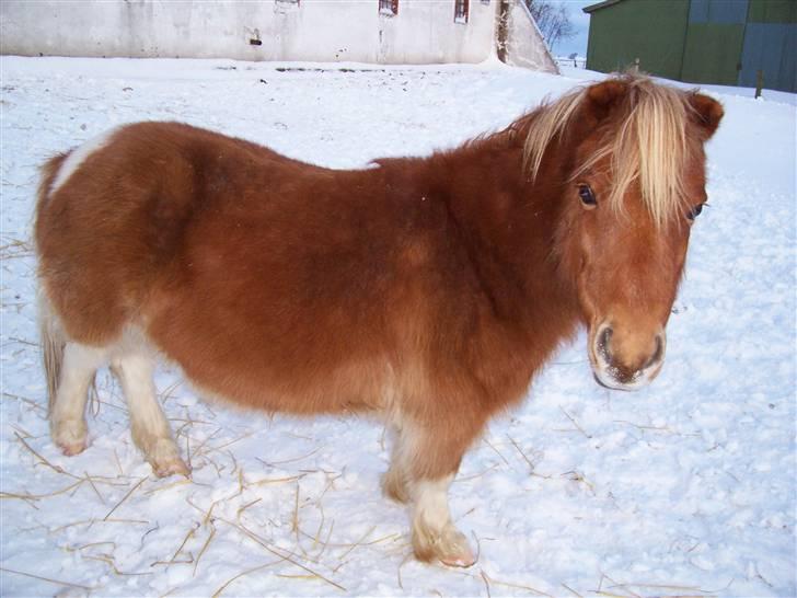 Shetlænder ibrahim billede 4