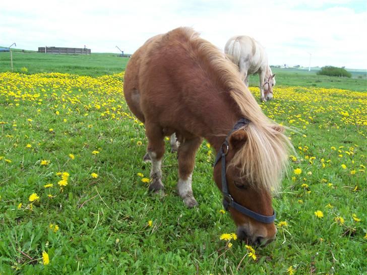 Shetlænder ibrahim billede 5