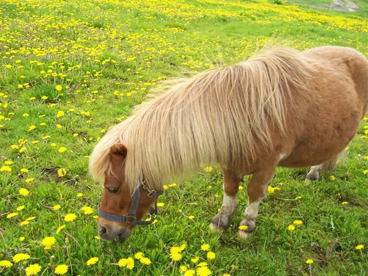 Shetlænder ibrahim billede 6
