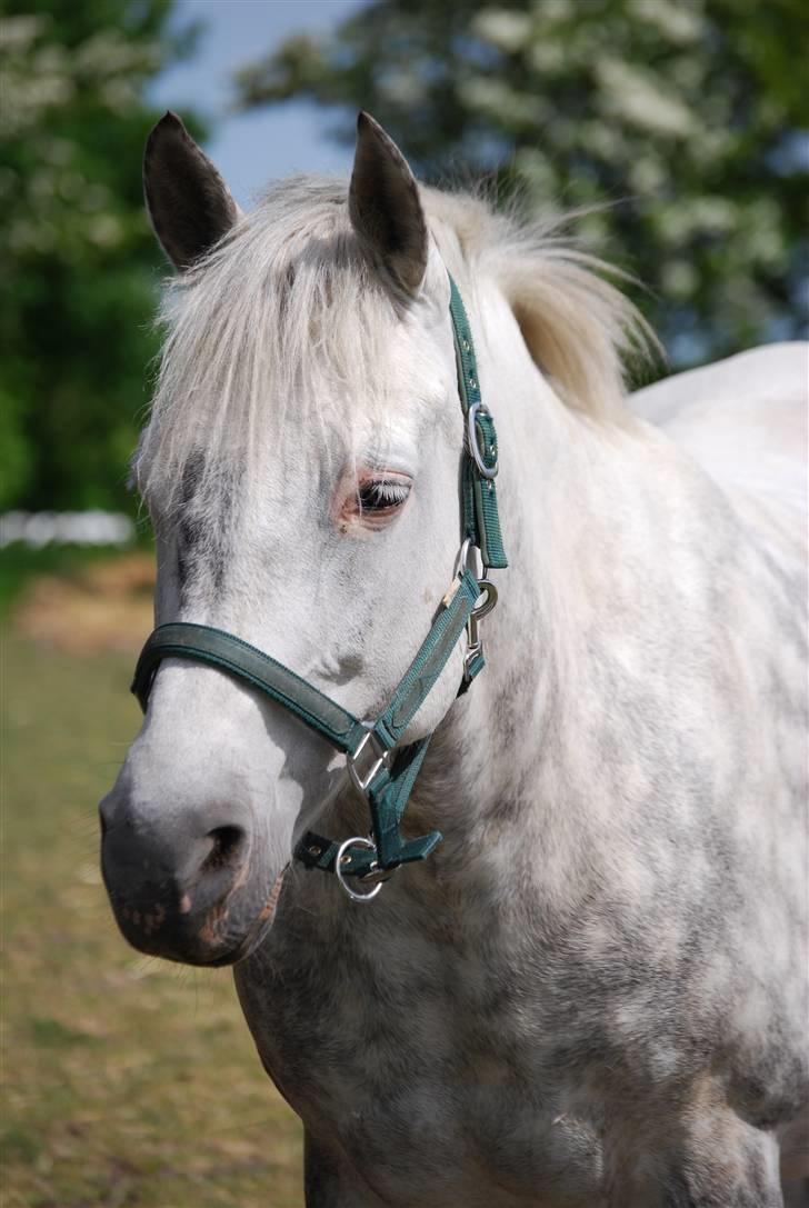 New Forest Miss Kandis billede 10