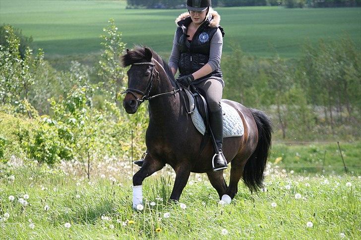 Anden særlig race skipper *Pensioneret - Skipper 20/5 2011. 19 år gammel :)  billede 3