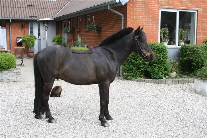 Anden særlig race skipper *Pensioneret - sommer 2009 billede 7