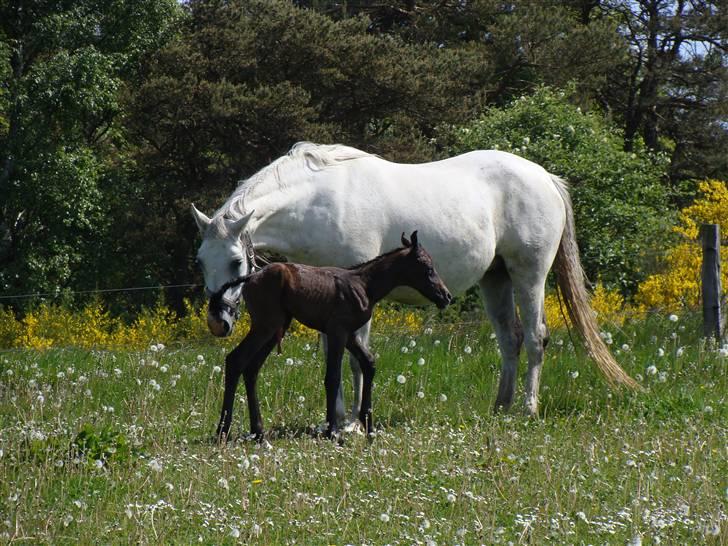 Sportsaraber (A) Rözsi Al Ziyadah solgt - rözsi med sin lille pige kun en time gammel billede 5