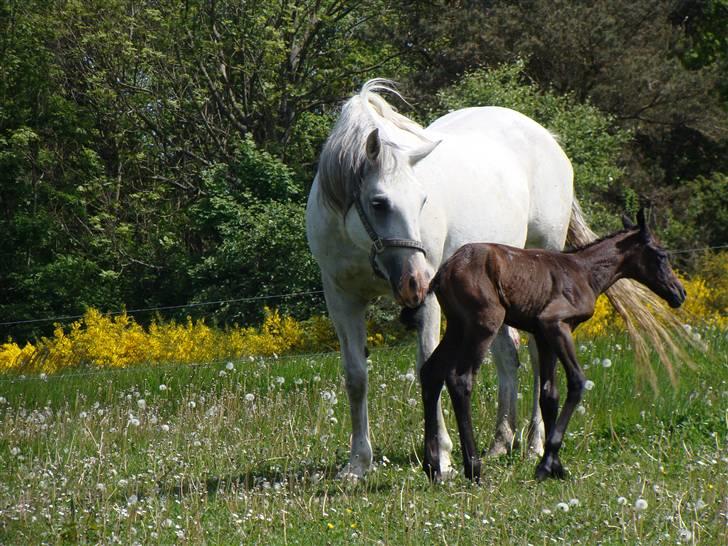 Sportsaraber (A) Rözsi Al Ziyadah solgt - rözsi med sin lille pige kun en time gammel billede 6