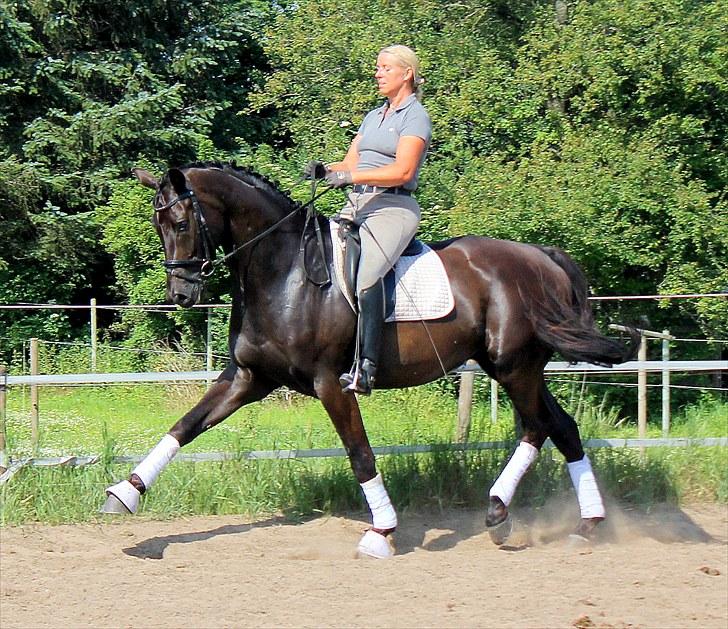 Hannoveraner Eminem  - velkommen tii Eminems profil:) her Emi og min træner. billede 1